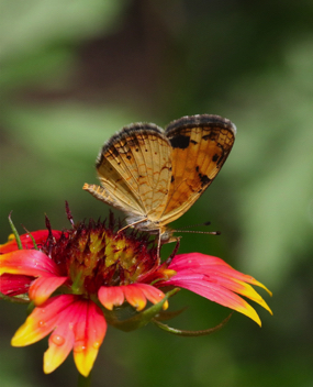 Pearl Crescent male